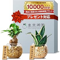 その他観葉植物 SHU 楽天市場】土を使わない観葉植物 ゼオライト植え・空気も浄化
